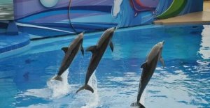 連續(xù)虧損4年，香港海洋公園擬向港府申請